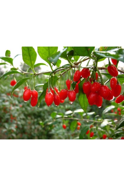 Lucium barbarum Sugar Giant